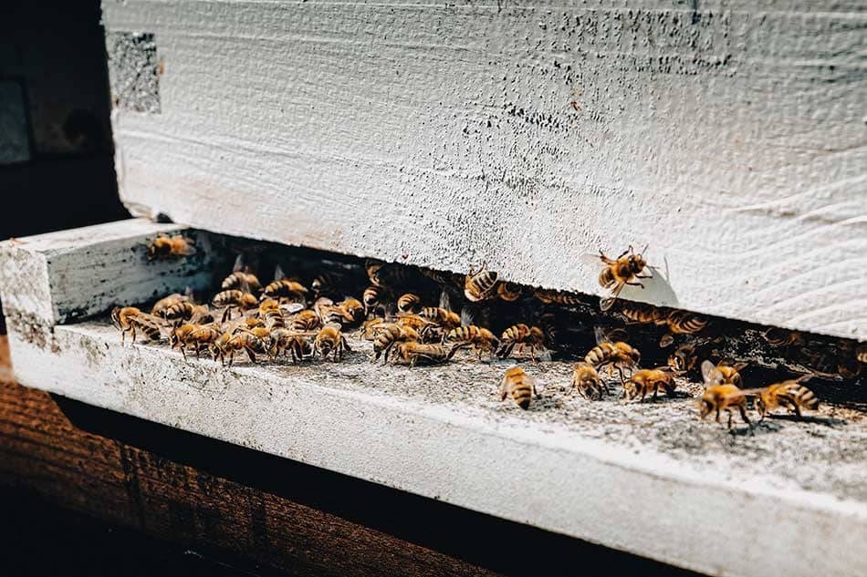 Bee hive at Miellerie King Distillery.