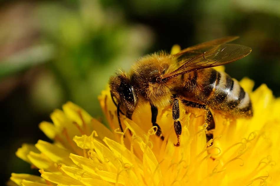 Honey bee on a flower at the Miellerie King Distillery.