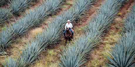 Man riding a horse through an agave field.